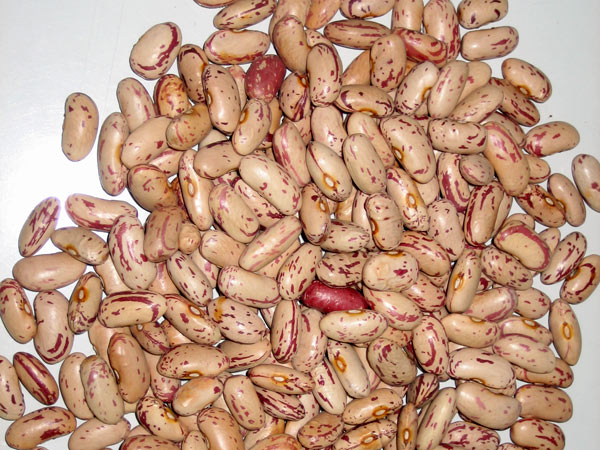 LIGHT KIDNEY BEAN LONG SHAPE